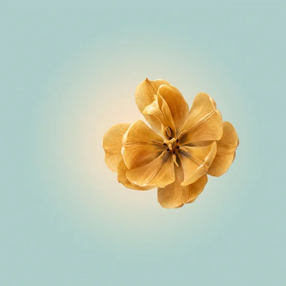 Cover of Same Light, Same Love: a golden flower against pale sea green.
